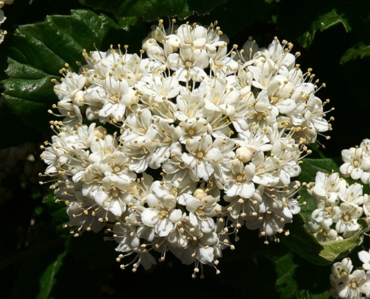 {Viburnum rafinesquianum}